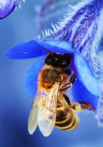 Beekeeping classes