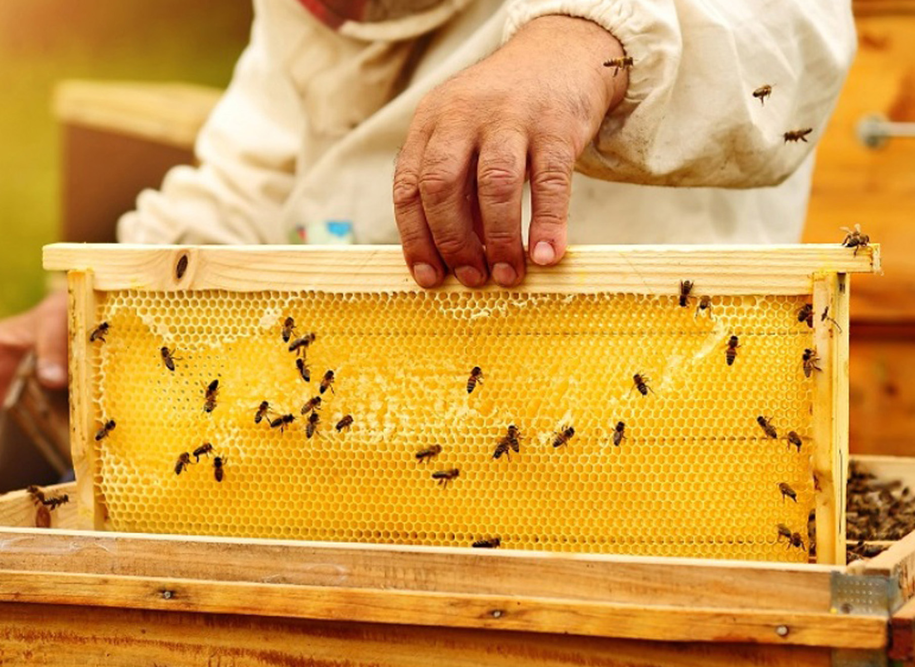 BEEKEEPING SUPPLIES AND MATERIALS, Hives, Frames